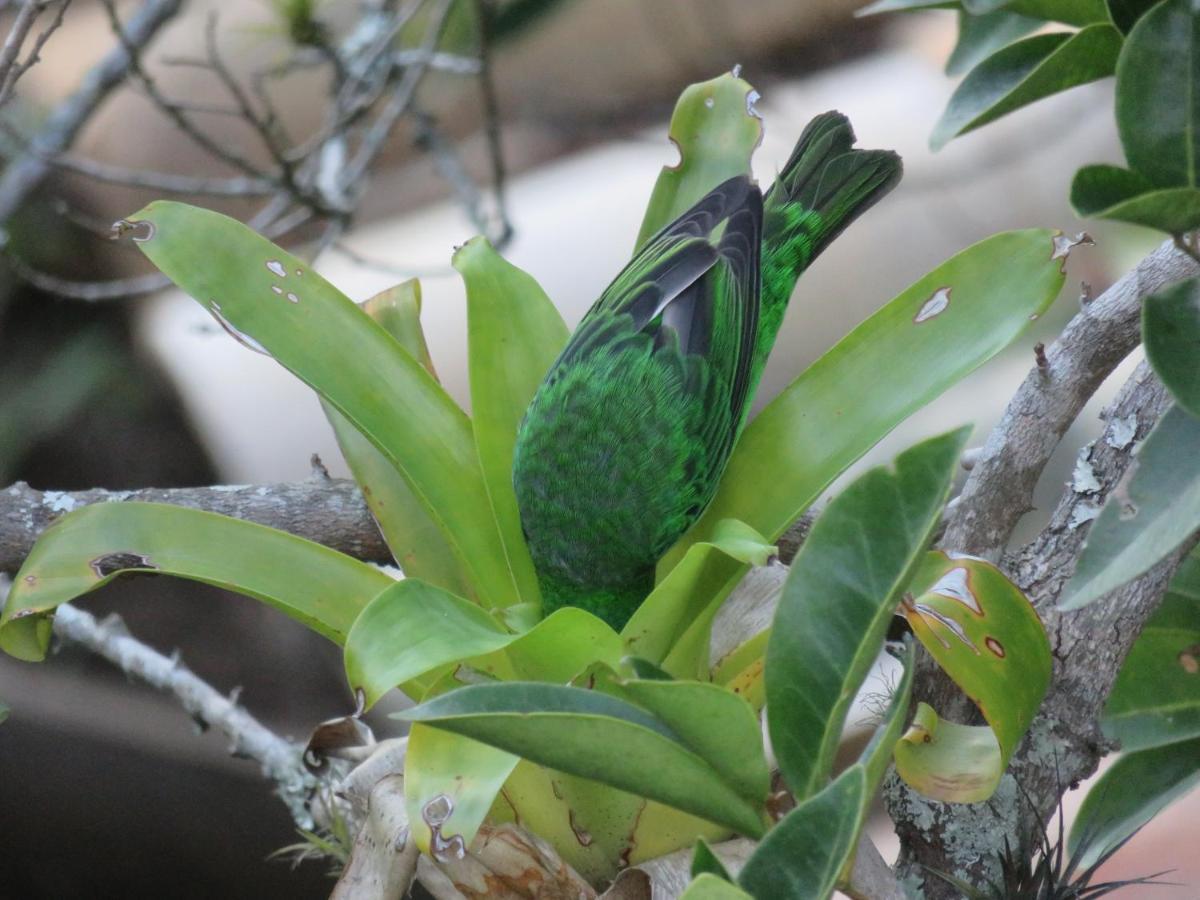 Pousada Biso Finoca Ibiraquera Imbituba  Eksteriør bilde