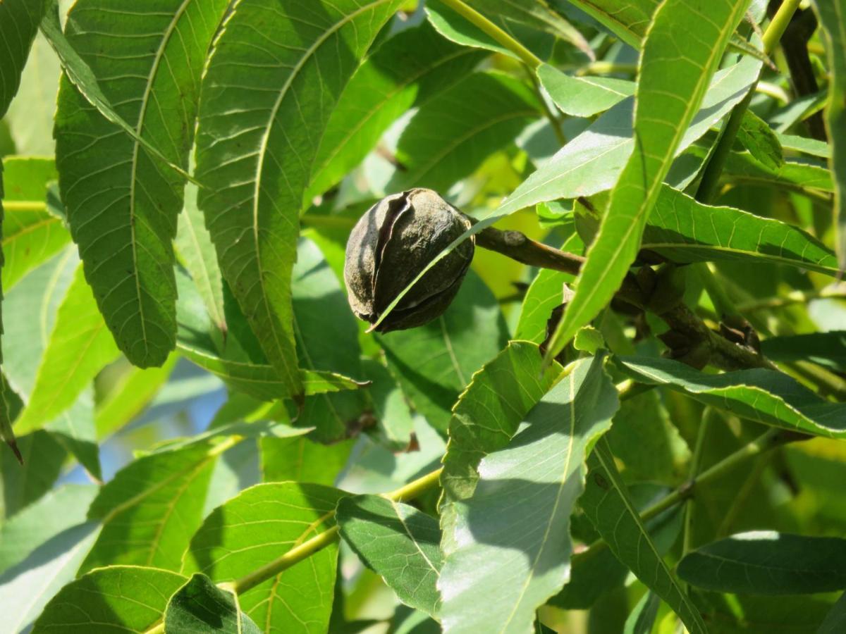 Pousada Biso Finoca Ibiraquera Imbituba  Eksteriør bilde